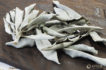 white-sage-106561_b1_700