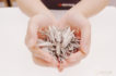 white-sage-106561_b5_700